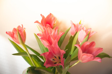  Beauty pink tulip blossom flora,vintage