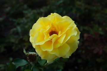 Beauty rose flower