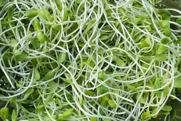  Sunflower sprout