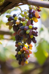 bunch of grapes on the vine