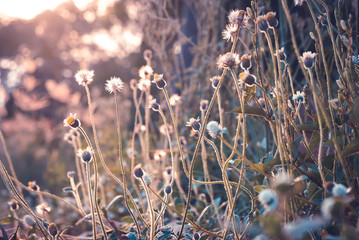 Abstract of beauty grass flower ,vintage tone