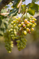 bunch of grapes on the vine