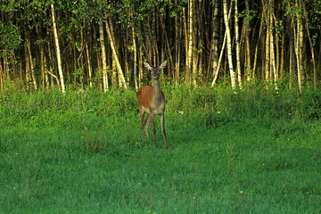 Naklejka na ściany i meble European red deer feeding in a forest glade in the middle of summer, in the rays of the setting sun. Unique wildlife image