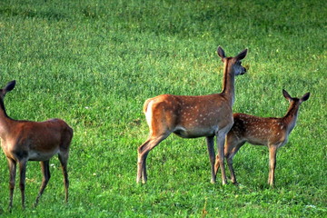 Naklejka na ściany i meble European red deer feeding in a forest glade in the middle of summer, in the rays of the setting sun. Unique wildlife image