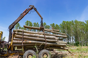 Loading A Truck With Tree Logs - Lumber Industry - Deforestation