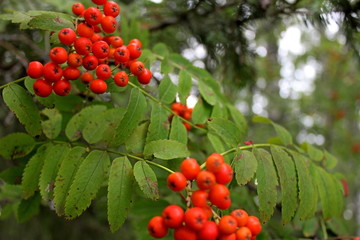 Rowan bush with bright, edible fruits in the middle of summer, in the rays of the setting sun. Unique image of the surrounding nature