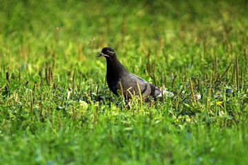 Wild dove in beautiful plumage feeding on a forest glade in the middle of summer, in the rays of the setting sun. Unique wildlife image