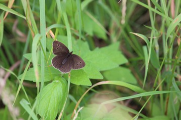 Obraz premium Brauner Waldvogel