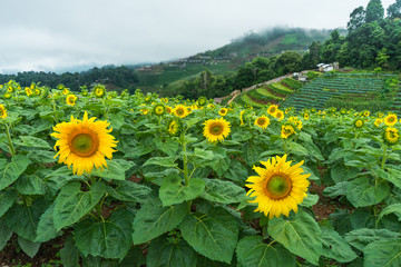 sunflowers field on hill tour attraction at mon jam in thailand