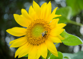 A bee standing on Sunflower florets