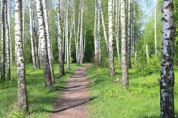 Birch trees with black and white birch bark as natural birch background with birch texture