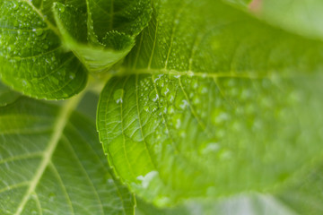 Detail of natural leaf in green colore with water drops