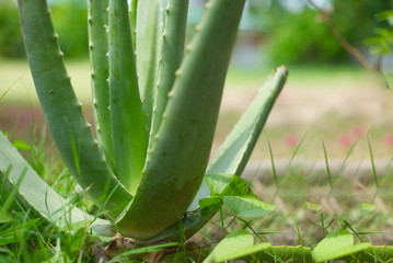 Close up of aloe vera