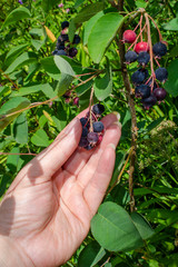 Woman picking blackberries on a farm. Amelanchier