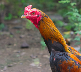 Close up of  head chicken