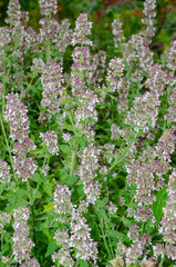 Green branches of melissa lemon close-up.