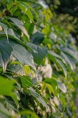 Green fence of parthenocissus henryana. Natural background of girlish grapes. Floral texture of parthenocissus inserta. Rich greenery. Plants in botanical garden.