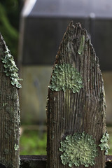 Fototapeta na wymiar Weathered old wooden fence