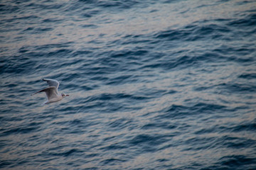 Fototapeta premium Bird falling in the water