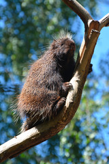 a north american porcupine on a tree