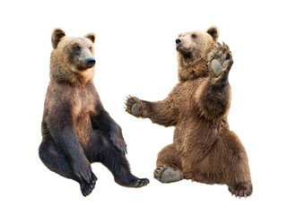  brown bear stands on its hind legs and the second looks