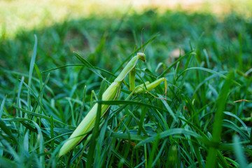Green Mantis. The green mantis sits on green grass in the garden. Green mantis close up. Perfect disguise. Camouflage.