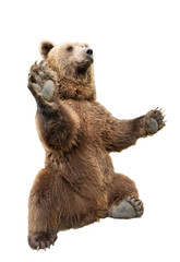 Fototapeta premium bear stands on its hind legs on a white