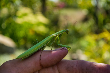 Green Mantis. Young green Mantis sits on the finger of a farmer. Green mantis close up. Soft focus.