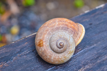 The snail shell is placed on the wood