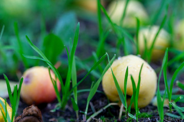 ripe yellow apples in green grass, close-up, selective focus. rendered image