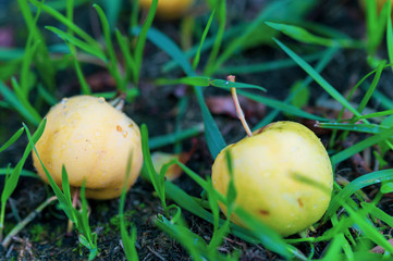 ripe yellow apples on the ground close-up