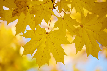 Bright yellow autumn maple leaves against the sky. Screensaver, natural back natural autumn background.