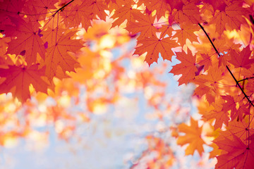Naklejka na ściany i meble Bright yellow autumn maple leaves against the sky. Screensaver, natural back natural autumn background.