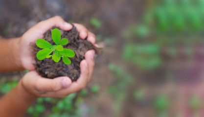 Hand holding young plants for growing nature.Free space for text.