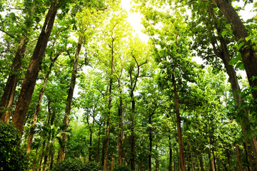 Fototapeta na wymiar Scenic forest fresh green tree with light of sun