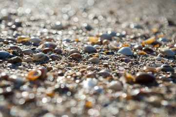Abstract shallow focus view of textured wet sea shells piled on a tropical beach