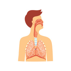 Anatomical medical scheme of respiratory system vector illustration isolated.