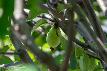 Young fruits of chinese quince, on the branch