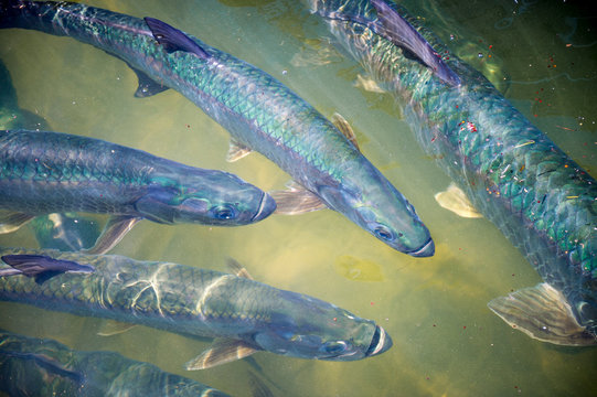 Sun-dappled view from above of the shimmery rainbow scales of a group of large tarpon fish in green water