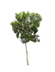 isolated tree on white background with clipping path