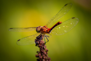 Bloodred Darter - Dragonfly - Sympetrum Sanguineum