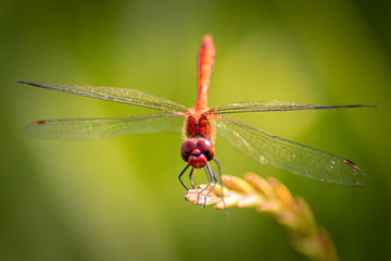 Bloodred Darter - Dragonfly - Sympetrum Sanguineum