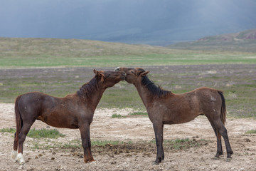 Wild Horses in Spring in the Utah desert
