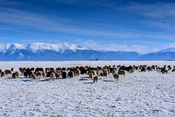A herd of sheep and goats grazing against the mountains in winter