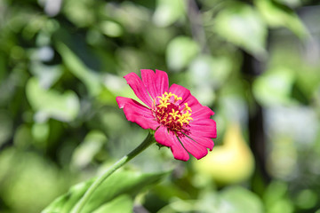 Obraz premium A large red flower with yellow stamens grows in the garden