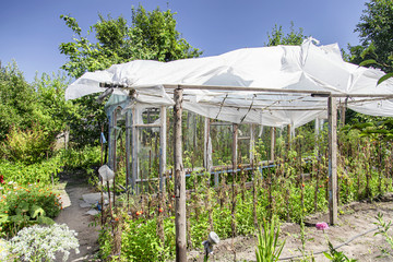 Garden plot in the Russian countryside with trees and vegetables