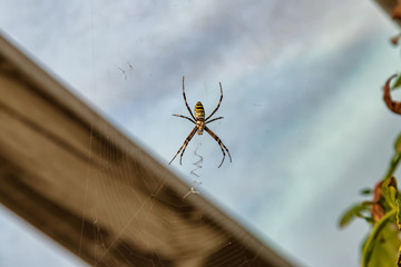 A large spider with black and yellow stripes on the body sits with its web