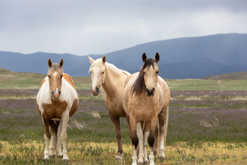 Wild Horses in Spring in the Utah desert