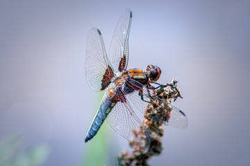 Broad-Bodied Chaser - Dragonfly - Libellula Depressa