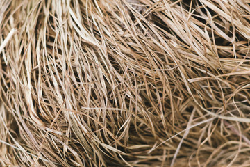 Dry grass background or texture. Close-up.